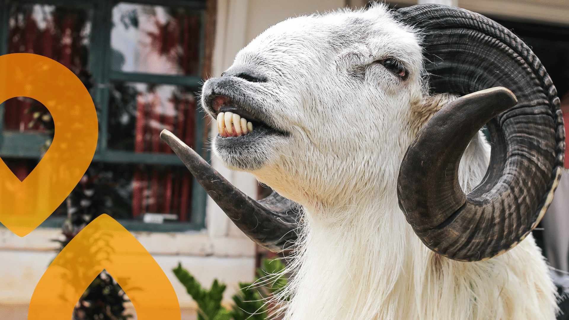 Kuvassa lähikuva vuohesta